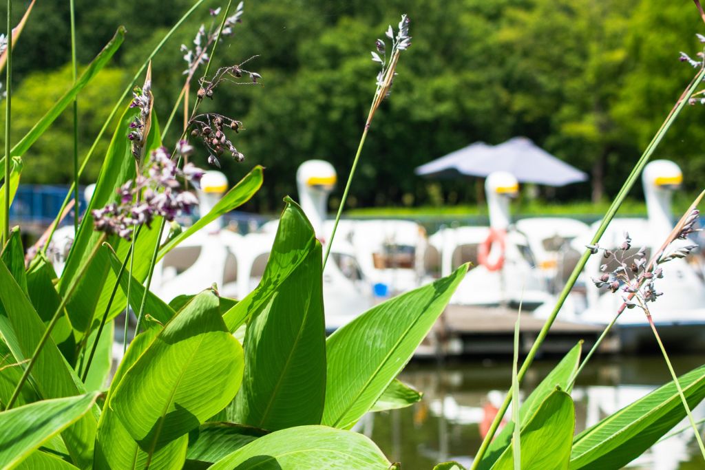 ボート池のスワンボート