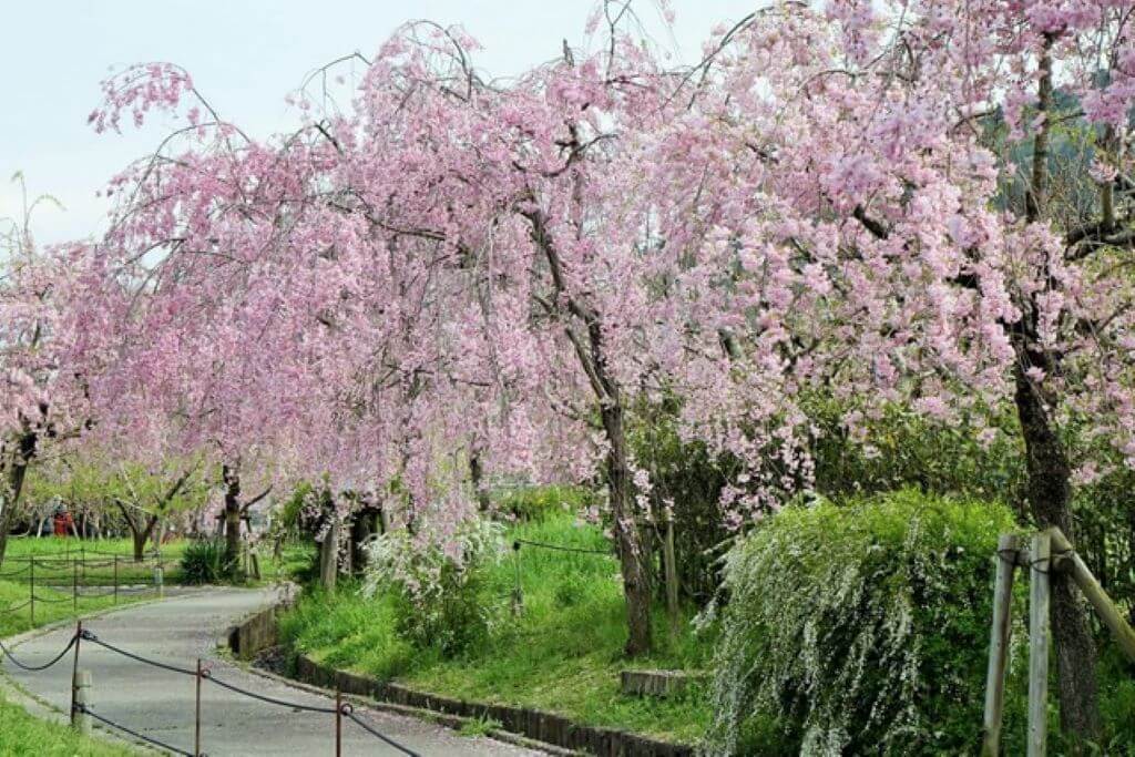 しだれ桜 東谷山フルーツパーク 名古屋市守山区